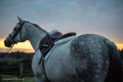 Sheepskin Comfort Half Pad - Trifecta 10 Sheepskin Comfort Half Pad - Trifecta -Equestrian Supply Store 7024whiteatdusk scaled 1